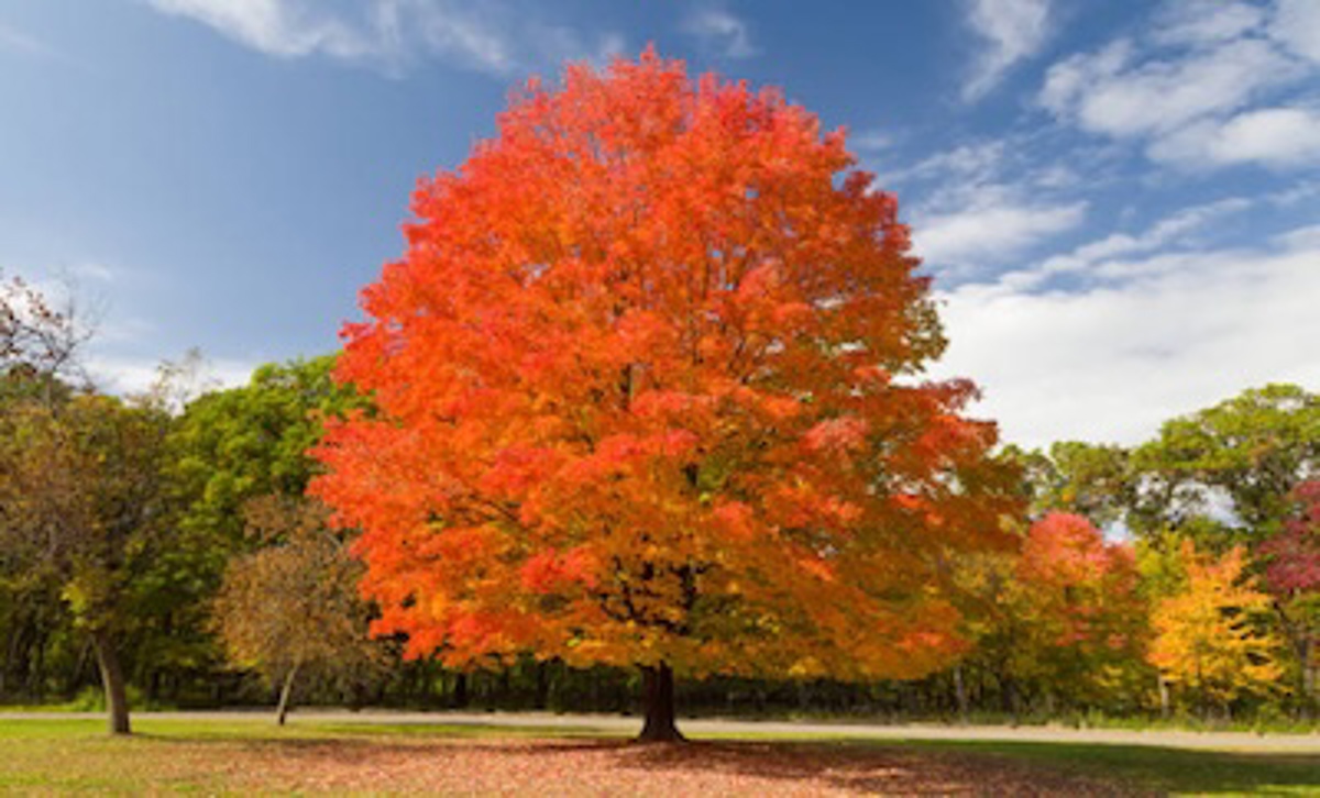 Tree Img